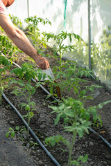 Fertilizer young tomato seedlings.