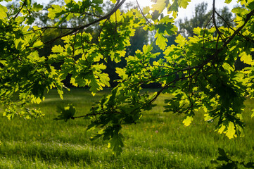 green leaves in the park