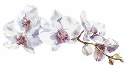 Watercolor white orchid tropical floral illustration