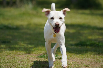 a white dog is running on the grass with its mouth open