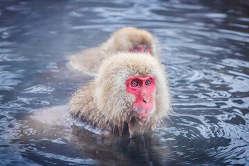 Naklejka premium Snow Monkey Japanese Macaque baithing in natural hot spring Yamanouchi Japan
