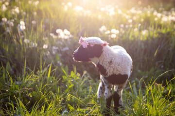 Beautiful baby lamb with flower wreath in magic light
