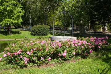 Massif de roses dans un parc de la ville d'Anduze (Gard)