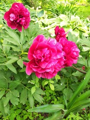 Blooming peony flower, beautifully blooming perennial in the garden.
