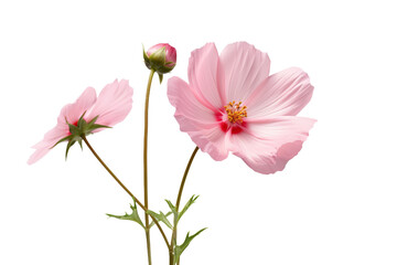 Obraz premium The Majestic Presence of a Pink Petal Queen on a White or Clear Surface PNG Transparent Background.