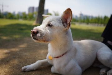 A white dog with a red collar sits leisurely in the park