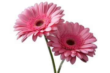 The Grasping Sculpture: A Pair of Metal Scissors on a White or Clear Surface PNG Transparent Background.