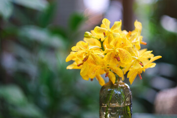 A vase of yellow orchid flowers