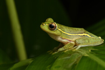 The Malabar gliding frog or Malabar flying frog juvenile (Rhacophorus malabaricus) is a rhacophorid tree frog species found in the Western Ghats of India