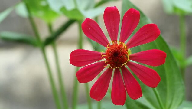 zinnia elegans flowers blooming in the wind, macro, close up, footage.