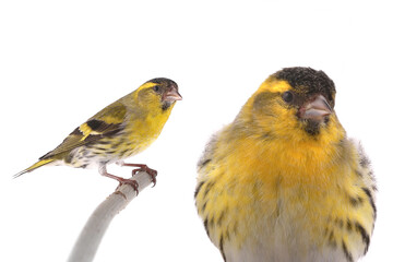 male siskin isolated on a white background