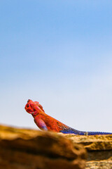 Red headed agama lizard