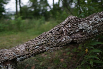 Fallen Log in Natural Setting