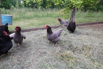 Free-Range Chickens in Backyard