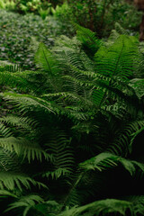 Beautyful ferns leaves green foliage natural floral fern background in sunlight.