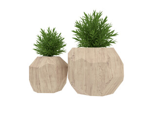 succulent houseplant side view isolated on white or transparent background png cutout clipping path