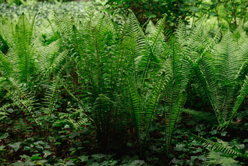 Beautyful ferns leaves green foliage natural floral fern background in sunlight.