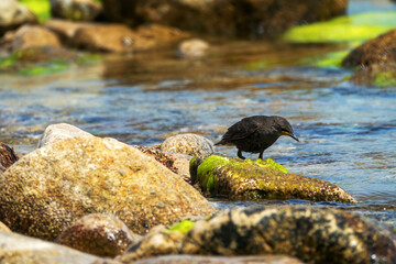 Example of acquisition by trial and error (cut and try). Young inexperienced starlings try to drink salt water and bathe in sea. They spit out water and unsuccessfully clean salty feathers. Series