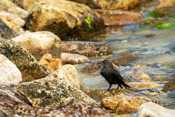 Example of acquisition by trial and error (cut and try). Young inexperienced starlings try to drink salt water and bathe in sea. They spit out water and unsuccessfully clean salty feathers. Series