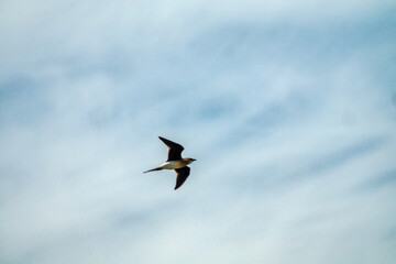 Flying collared pratincole (Glareola platincola)
