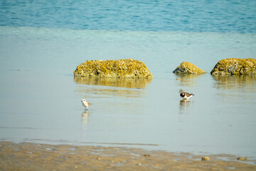 Arctic migratory birds winter on the coast of the Persian Gulf. Turnstone (Arenaria interpres) and...