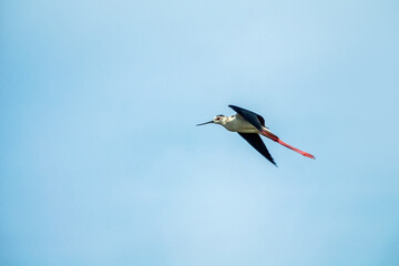 Flying Black-winged stilt (Himantopus himantopus). A bird flying near the nest