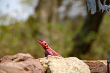 Red headed agama lizard