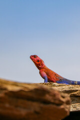 Red headed agama lizard