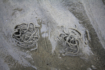 Lug worm (Arenicola marina) outburst of digested sludge with sand. Intertidal zone; strand. White...
