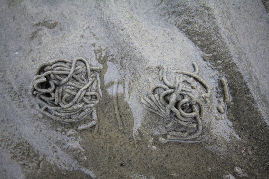Lug worm (Arenicola marina) outburst of digested sludge with sand. Intertidal zone; strand. White sea