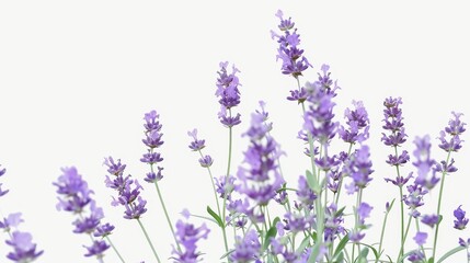 Naklejka premium Lavender outdoor blossoms with a minimal purple color.