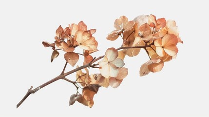 Aesthetic png of dried flowers with a transparent background