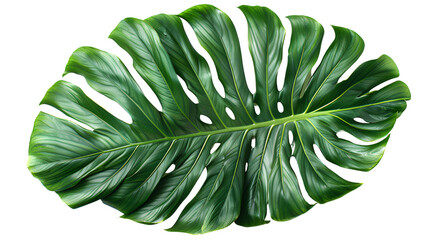 a Tropical green palm leaf, transparent background, png