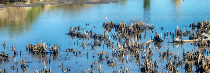 Black-winged stilts (Himantopus himantopus) as inhabitants of heavily polluted water bodies (sewage...
