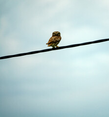 The little owl (Athene noctua) is sitting on electric wires