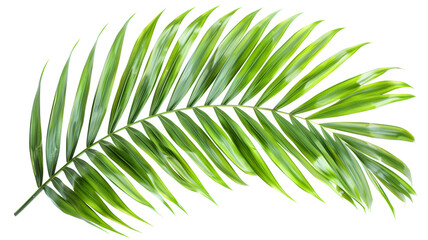 Obraz premium a Tropical green palm leaf, transparent background, png