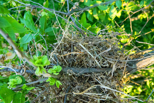 Spanish sparrow (Passer hispaniolensis) has moved into Crimea and building nests in forest belts. Spherical nests (dry flax nest material) on elm tree. Colonies of sparrows near birds of pray nest