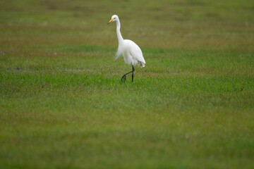 The medium egret (Ardea intermedia), median egret, smaller egret or intermediate egret, is a...