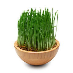wheat grass isolated on white background. clipping path