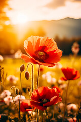 Field of red flowers with the sun shining in the background.