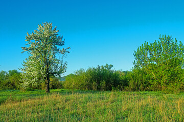 Wild pear Pyrus communis) friendly flowering in the forest-steppe, crab stock for steppe afforestation, fields protective and roadside plantings, ancestral plant. Floodplain of the Don River. Russia