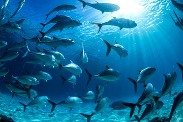 School of Trevally, Lady Elliot Island, Australia