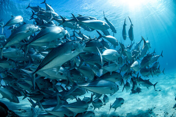 School of Trevally, Lady Elliot Island, Australia