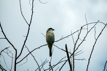 Lesser gray shrike (Lanius minor) in dry treeline, forest belt, woodland belt. Crimea