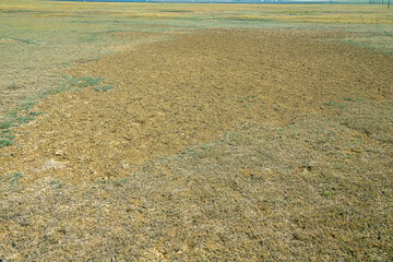 The salt-marsh dry steppe is heavily ravaged (excessive grazing) by cattle, overgrazed