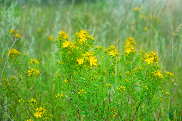 Obraz premium Common St.-John's wort (Hypericum perforatum) or Hypericum lydium in secondaries steppe. Kerch Peninsula, Crimea. Folk medicine plant