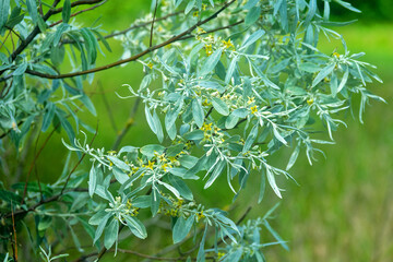 A blooming Russian olive (Elaeagnus angustifolia) tree in a forest strip (shelter belt) among the...