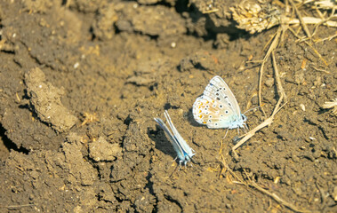 Interactions of two adorable blue butterflies. Common blue (Lycaena icarus, Polyommatus icarus, males). Steppe of Kerch Peninsula, Crimea