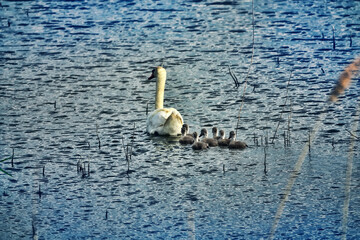 A brood of swans on a pond among fields
