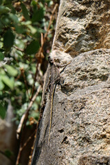 lizard